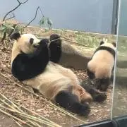 むいむいの画像