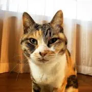 ゆずりはの画像