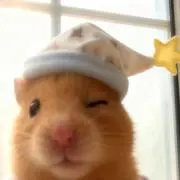 ホアイ タム