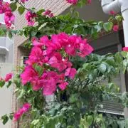 おひさまの画像