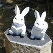 ６７羽の白いウサギの画像