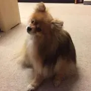 しまりす