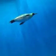 夢(プロフィールご確認下さい)の画像