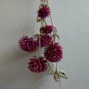 hanahanaの画像