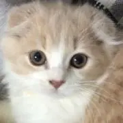☆もふもふ☆の画像