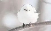 シマエナガの画像