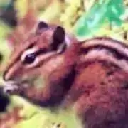 シマリスの画像