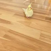 ちょろ