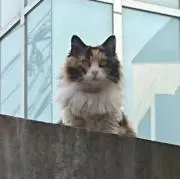 里里