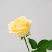 buta030の画像