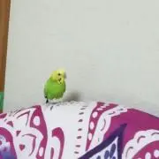 もふ まとめ買いで値引可能の画像