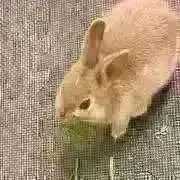 うーちゃんの画像