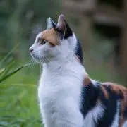 TAMAの画像