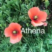 Athena