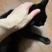 しゆんの画像