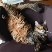 トムとジェリーの画像