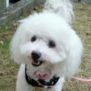 pesuの画像