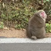 コリの画像