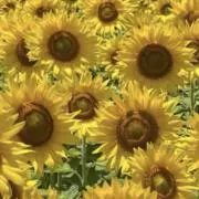 まいすりー☆の画像