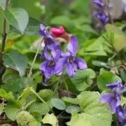 Heartsease■お値下げ不可■