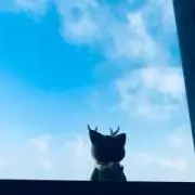 かえる侍の画像