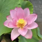 こんの画像