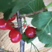 Magの画像