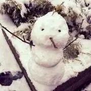 たんぽぽ＊