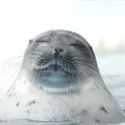 つかりん