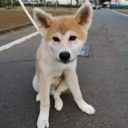 ha03ku19の画像