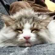 きゃすさん