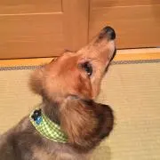 ピースの画像