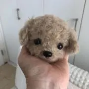 りーなの画像