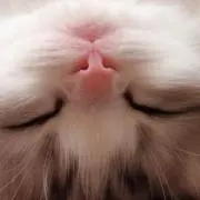 す〜さんの画像