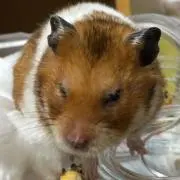 ちいちの画像