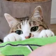 とぴお(=^ェ^=)【匿名配送専門】の画像