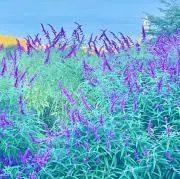 ねいこの画像