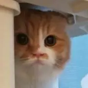 にゃむにゃむにゃ〜 STセット ねこ ぬいぐるみ - メルカリ