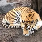 mieの画像
