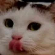 ザキの画像