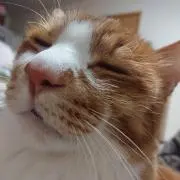 ＊ちゃこのすけ＊