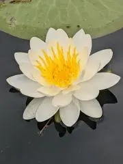 ☆華花☆