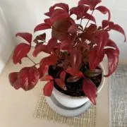 Tora.K