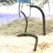 a_yu tの画像