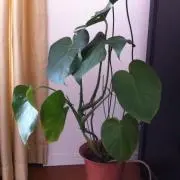 pekoの画像