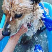 くまの画像