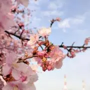 リンゴの画像