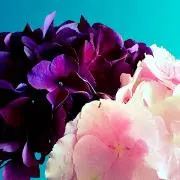 mugiの画像