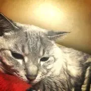 こちおの画像