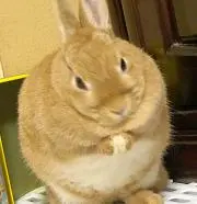 MOKO